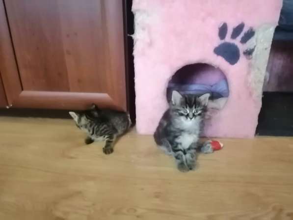 КОТЯТА в Щелково фото 13