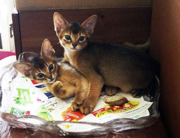 Абиссинские красотки в Туле фото 14