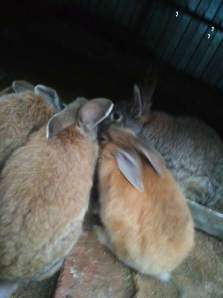 Кролики в Волоколамске фото 3