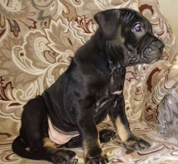 Ка де бо в Санкт-Петербурге