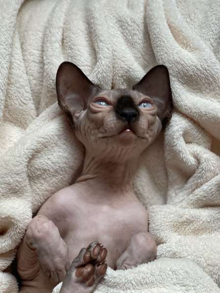 Sphynx boy with blue eyes в Москве