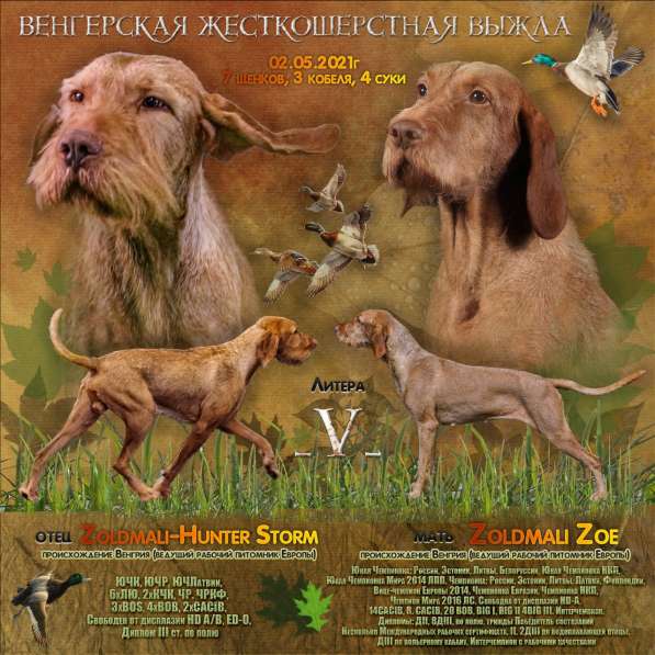 Щенки венгерской жесткошерстной Выжлы в Туле