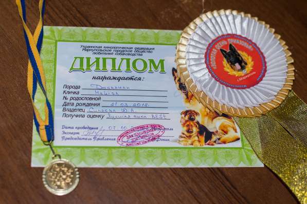 Щенки Добермана в фото 4