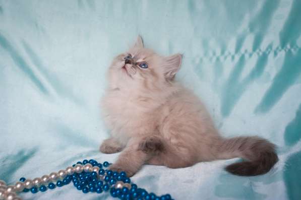 Сибирский котёнок Кэмерон в Москве фото 4