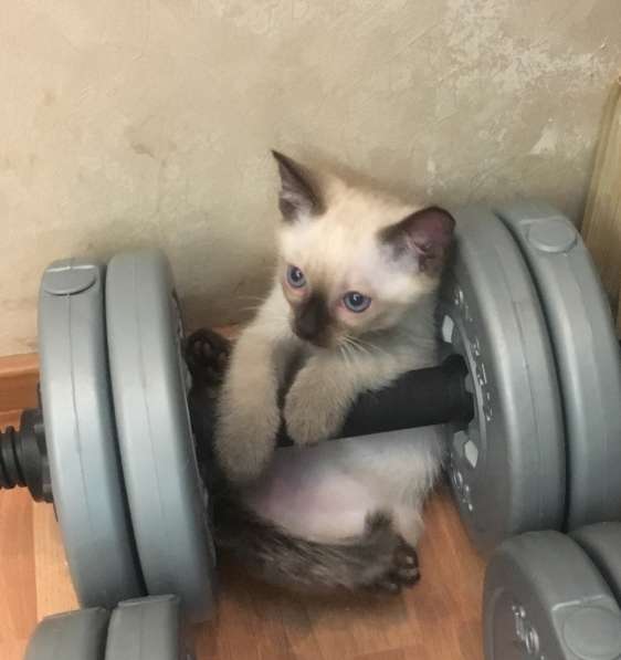 Тайские котята