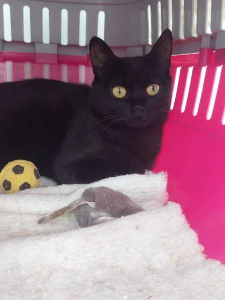 Кошка Чёрная Мамба ищет дом в Химках