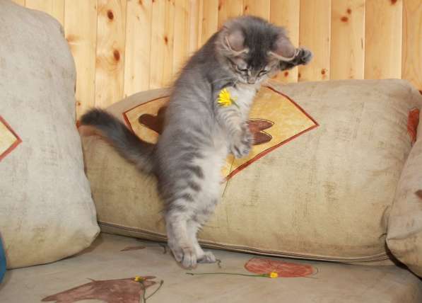 Серые мурлыки, котята в добрые руки в Калуге фото 18