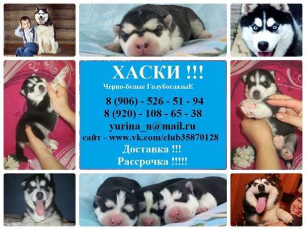 Лучшие щеночки Сибирской Хаски в Владимире