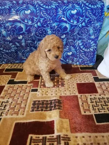 Мальчик пудель