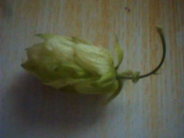 Шишки хмеля, свойские в Тамбове фото 6