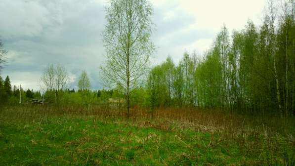 Участок 22 сотки, ИЖС, коммуникации, со своим еловым лесом в Смоленске фото 10