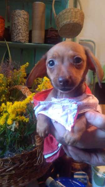 Щенки таксы миниатюрной в Твери фото 22