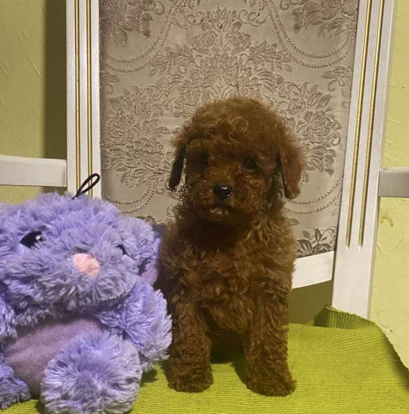 Poodle teacup - toy. Red girl and boy