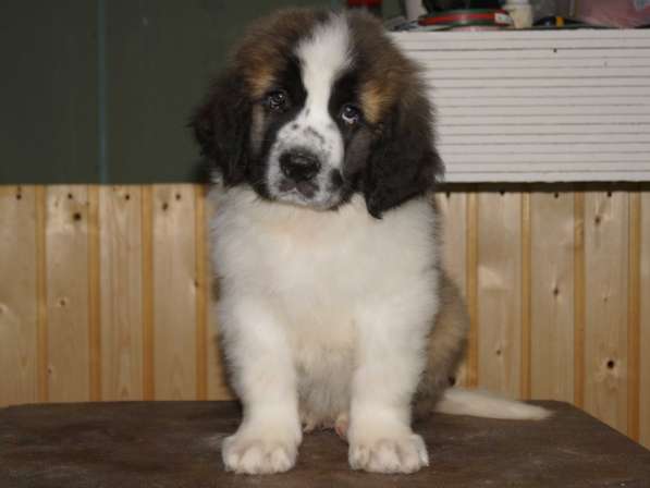 Щенок московской сторожевой из питомника в Краснодаре фото 3