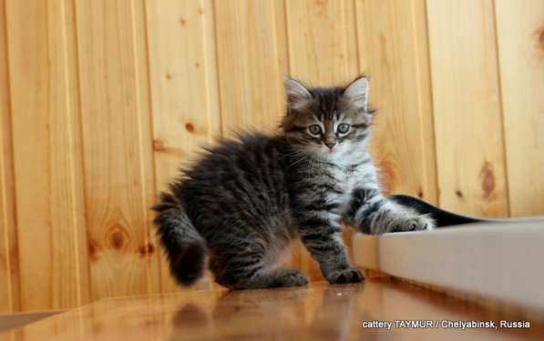Сибирский котенок из питомника в Челябинске фото 12