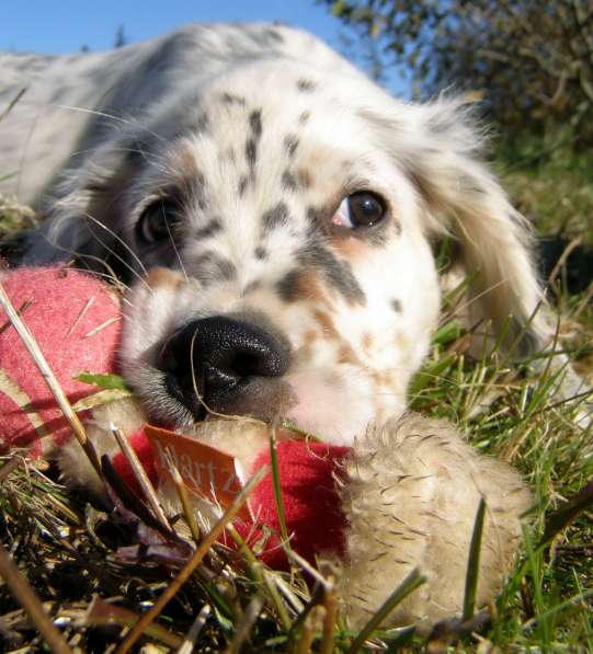 Английский сеттер щенки из элитного питомника в Москве фото 109