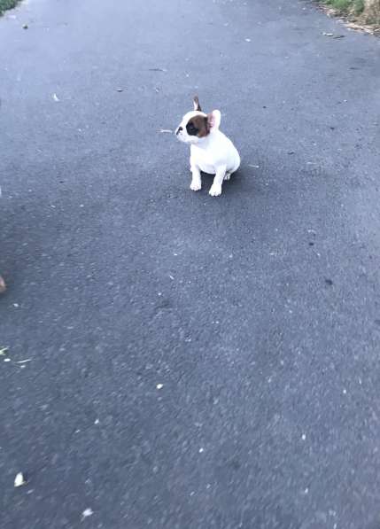 Шикарный 3 месячный щенок Французский бультдог в фото 15