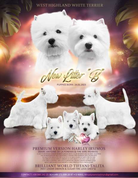 West Highland White Terrier в фото 8