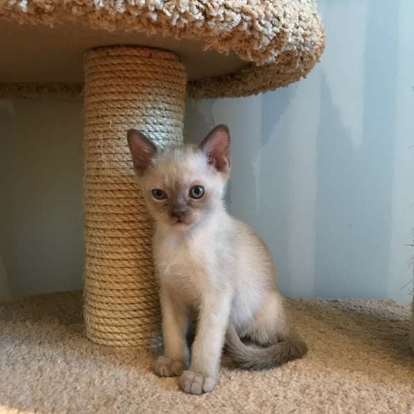 Котята традиционной американской бурмы в Москве фото 16