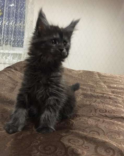 Продаются котята Мей - кун в Санкт-Петербурге