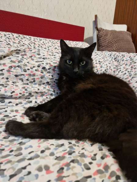 Локи ищет дом в Ростове-на-Дону фото 7