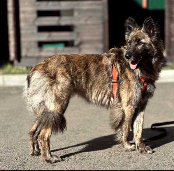 Пушистая красавица собака Дюша в добрые руки в Москве фото 5