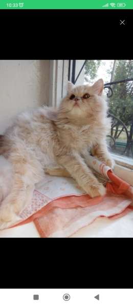 Вязка кот перс