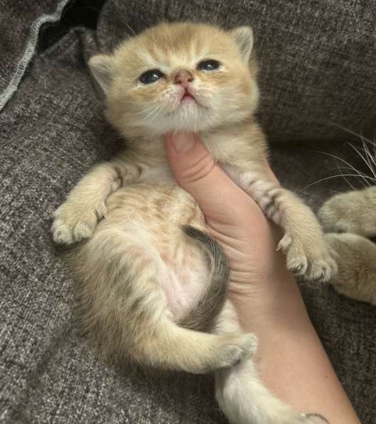 Котёнок золотая шиншилла в Калуге фото 9