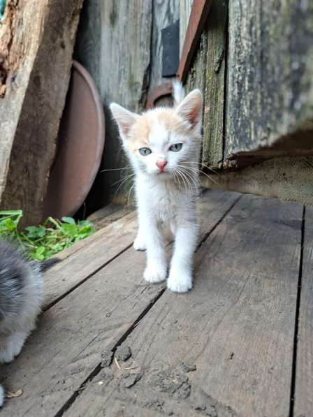 Котята в Тюмени