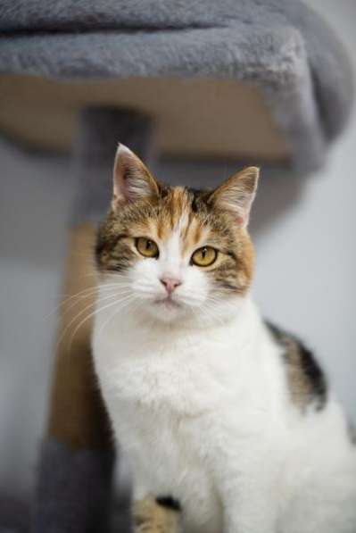 Необычная красавица Летти в добрые руки в Москве фото 4