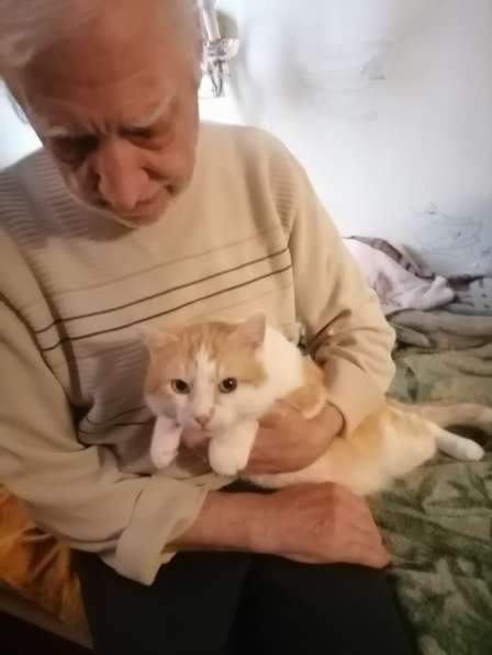 Красивый, мягонький и ручной котик в Санкт-Петербурге фото 5