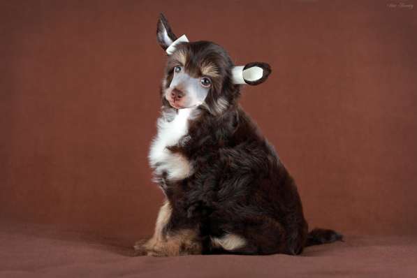 Пуховая девочка Китайской хохлатой собаки в Москве фото 8