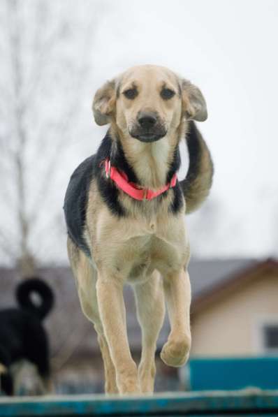 Небольшая забавная собачка Глори в дар в Москве фото 4