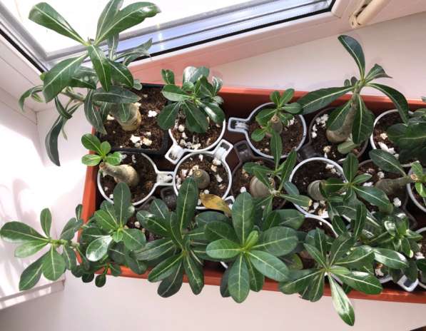 Адениум. Сахалин в Аниве