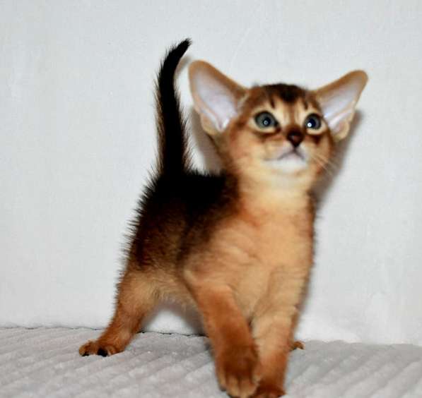 Абиссинские котята в Москве фото 16