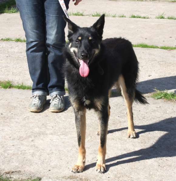 Красавчик Лимончик ищет дом и любимую семью в Москве фото 3