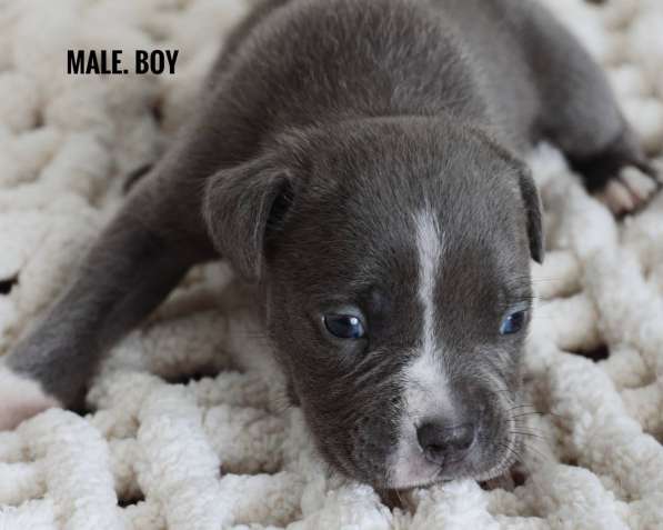 American bully Standart в фото 3