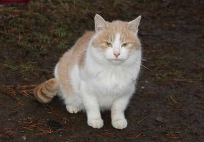 Отдам даром Молодой котик Рома