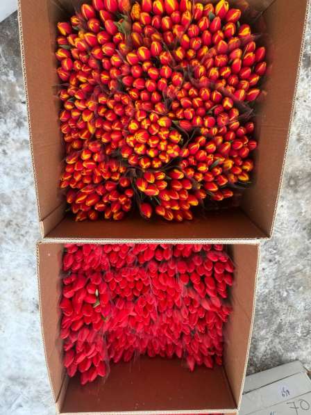 Тюльпаны в Краснодаре фото 3