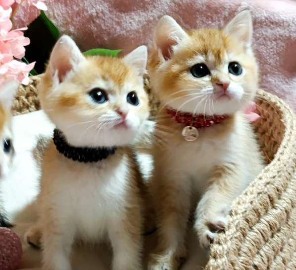 Кошки на продаже в Грозном