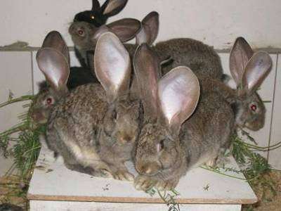 Кролики фландр, ризен, баран.
