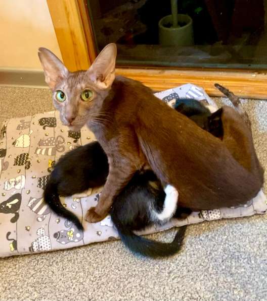 Котята ориентальной кошки в Самаре фото 10