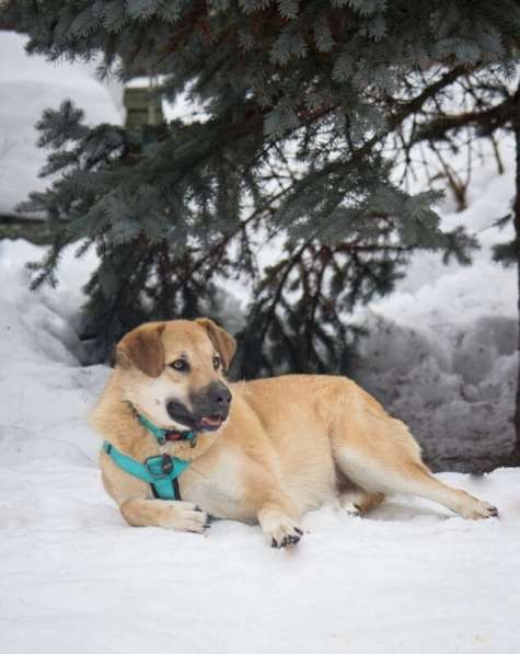 Чудесная Барабулька ищет дом и любящую семью! в Москве фото 5