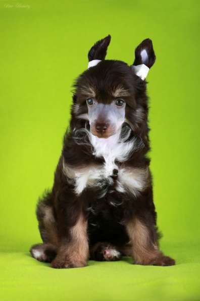 Пуховая девочка Китайской хохлатой собаки