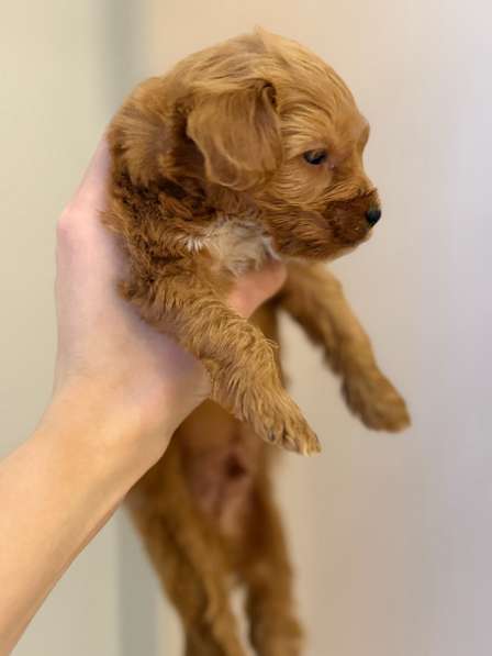 Мальтипу в Екатеринбурге