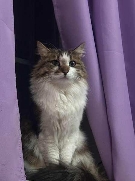 Кошка взрослая