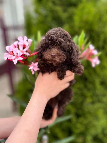 Toy poodle puppies