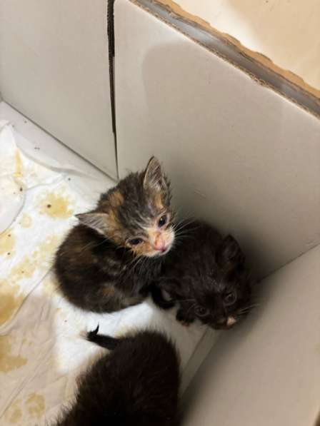 Котята в добрые руки в Воскресенске фото 3
