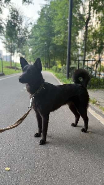 Лосиная лайка в добрые руки в Москве фото 3