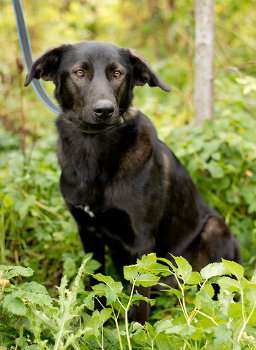Багира, стерилизована, ищет дом в Санкт-Петербурге